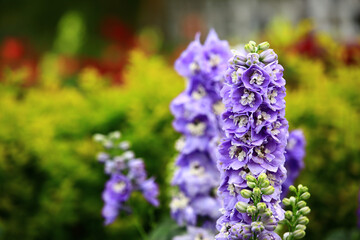 colorful Delphinium or Candle Delphinium or English Larkspur or Tall Larkspur flowers blooming in the garden     