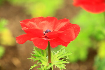 Corn Poppy or Shirley Poppy or Canker Rose flower with green leaves blooming in the garden 
