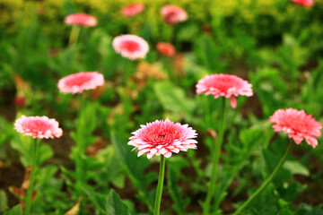 Transvaal Daisy or Gerbera or Barberton Daisy or African Daisy flowers blooming in the garden with green leaves
