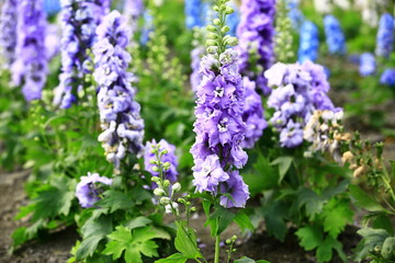 colorful Delphinium or Candle Delphinium or English Larkspur or Tall Larkspur flowers blooming in...