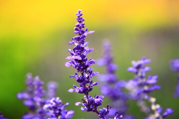 Mealy Sage flowers blooming in the garden with soft background
