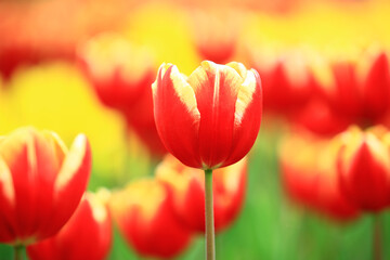 red with yellow Tulip flowers blooming in the garden with soft background
