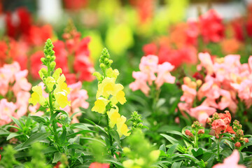 colorful Snapdragon flowers with green leaves blooming in the garden at sunny day
