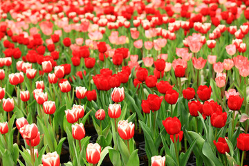 Fototapeta premium colorful Tulip flowers blooming in the garden with green leaves 