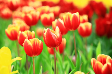 red with yellow Tulip flowers blooming in the garden with green leaves 
