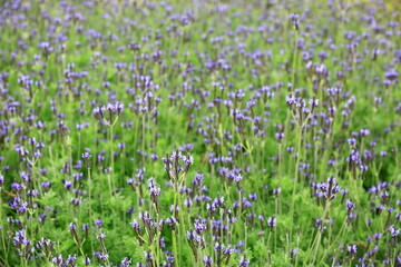 Fernleaf Lavender or Jagged Lavender or Pinnata Lavender flowers blooming in the garden 

