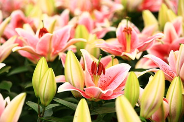 colorful Oriental Lily or Fragrant Lily flowers blooming in the garden  
