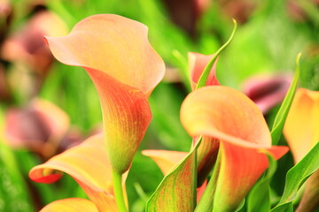 colorful Calla Lily or Arum Lily or Gold Calla flowers blooming in the garden