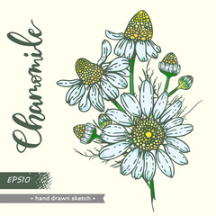 Isolated elements of camomile