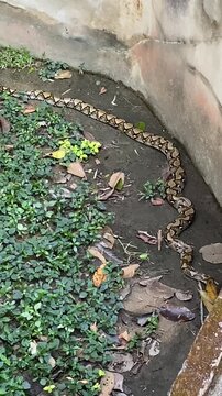 vertical video of Reticulated python snake lying along soil and leaves near concrete wall showing patterned scales calm posture and natural outdoor wildlife atmosphere