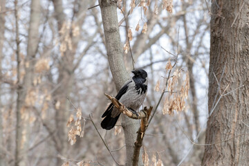 Obraz premium Crow sitting on a tree branch in winter.
