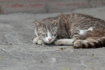 Cat sleeping on a concrete walkway in the yard.A moment of calm and tranquility.