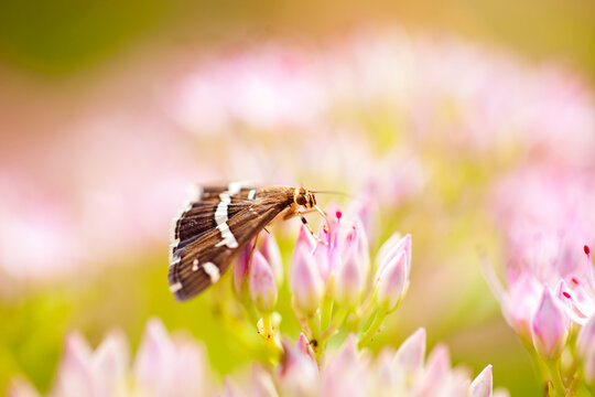 A moth is on the flower