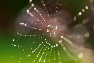 The spider webs after the rain