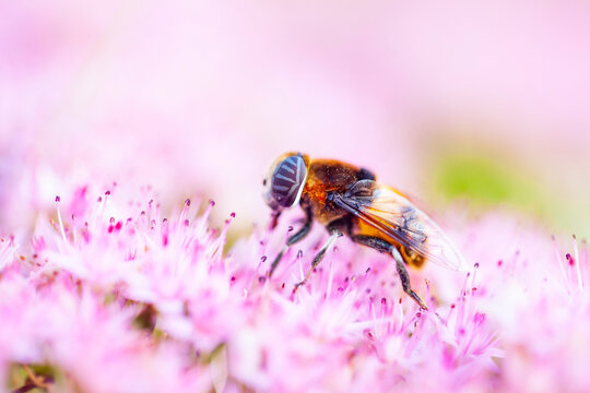 Syrphid flies on a leaf