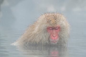 温泉に入って気持ちよさそうに寝入る猿