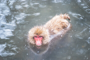 Fototapeta premium 温泉に入るニホンザル