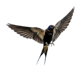Obraz premium Swallow bird in flight nature scene wildlife view isolated on transparent background