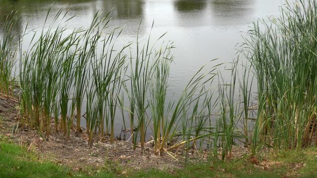 Lakeside with cattail bulrush reeds