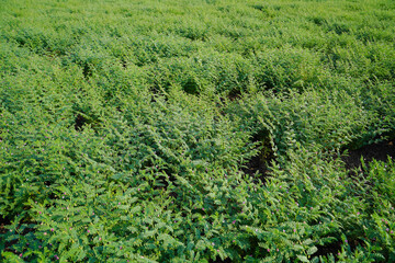 green chickpea plants at agriculture field