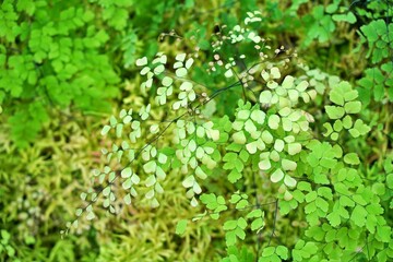 Fototapeta premium Gradient shades of green fern bouquet, refreshing and relaxing in nature