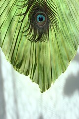 Exotic Green Peacock Feather on Palm Tree Leaf. Tropical Foliage Pattern for Creative Projects.