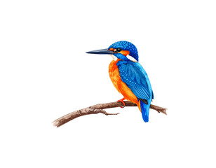 Obraz premium Beautiful purple-breasted rollerbirds and brightly colored kingfishers with gorgeous plumage perch on lush green branches against a white background