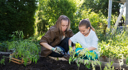Family mom and two child daughter planting seedling In ground on allotment in garden. DIY gardening, homegrown food, organic farming,    