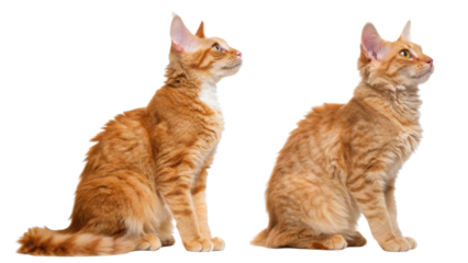 Pair of lovely young ginger devon rex cat sitting isolated on transparency background looking up with curious and playful expression showing beautiful fur texture and alert ear