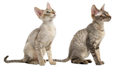 Two curious Devon Rex cats sitting side by side looking up with an alert expression posing elegantly on an isolated transparency background showing off their soft wavy fur coats