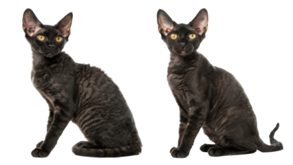 Two adorable young black devon rex cat sitting isolated on transparency background looking curious with yellow eyes posing with elegance and soft curly fur style