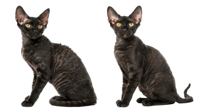 Two adorable young black devon rex cat sitting isolated on transparency background looking curious with yellow eyes posing with elegance and soft curly fur style