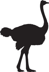Obraz premium Ostrich in silhouette white background.