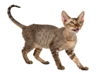 Portrait of excited playful Devon Rex cat walking forward looking curious on transparency background featuring soft curly fur feline looking happy with brown tabby coat