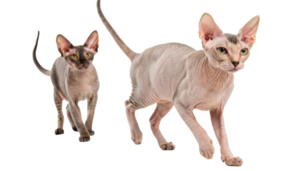 Two hairless sphynx cat pets walking forward looking focused and curious with attentive emotional expression isolated transparency background viewing full body of strange bald animal breed