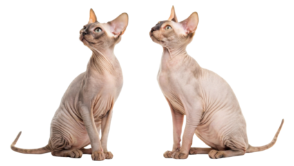 Two curious hairless sphynx cat pets sitting together on white studio background looking upward with alert expression showing wrinkly skin texture and beautiful pinkish gray color bodies