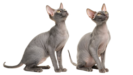 Two beautiful hairless sphynx cat sitting together looking up with curiosity and playful expressions isolated on transparency background showing elegance and grace in gray skin texture