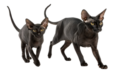 Charming portrait showing two black sphynx cat walking elegantly transparency background looking curious with sleek dark skin posing together as adorable pair of pets with graceful posture