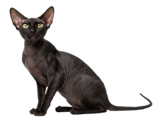 Elegant black sphynx cat sitting with curious expression and yellow eyes looking up on isolated transparency background showing beautiful hairless skin texture and mysterious look