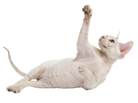 Playful light pink sphynx cat lying on back reaching paw up with curiosity and joy while isolated on transparency background looking cute funny and happy with hairless skin texture