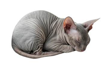 Grey purebred sphynx cat sleeping peacefully curled up with isolated transparency background shows wrinkled skin texture and tranquil rest of bald feline pet animal