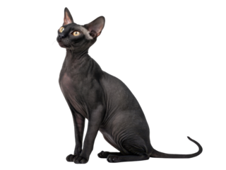 Elegant black sphynx cat sitting proudly with curious yellow eyes looking up against an isolated transparency background showing smooth hairless skin texture and regal posture