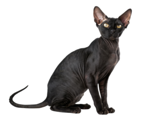 Black sphynx cat sitting with elegant posture on transparency background looking calm and attentive while displaying wrinkled skin texture and dark yellow eyes
