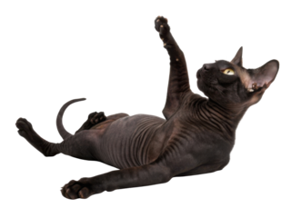 Playful black hairless sphynx cat lying isolated transparency background reaching with paw looks curious energetic while posing gracefully for portrait shot showing beautiful wrinkled skin