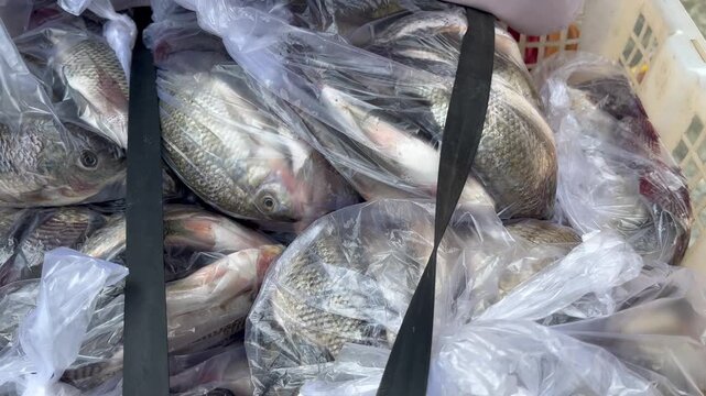 Fresh Fish Catch in Plastic Bags