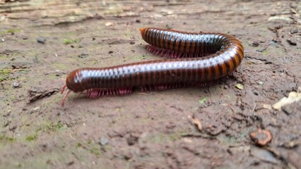 A close-up view of a large millipede (Diplopoda) crawling slowly across a damp, earthy forest floor. The millipede’s elongated, segmented body features glossy dark brown and reddish tones, with numero
