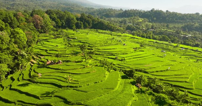 Green rice paddies form intricate terraces on the mountain slopes of Senaru, Lombok, showcasing tropical agriculture and lush natural beauty under a bright sky