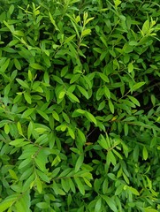 Lush green foliage leaves closeup