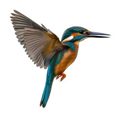 Obraz premium Kingfisher bird in flight nature scene wildlife isolated on transparent background