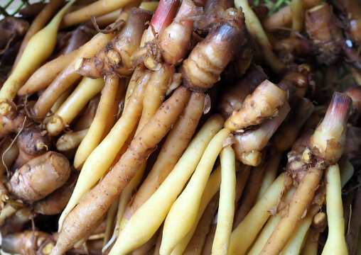 Fresh fingerroot or Chinese ginger, healthy Thai herbal ingredient.